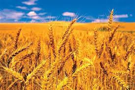 25 milyon ton taxıl girovluqda: Putin dünyanı çörəklə sınağa çəkir